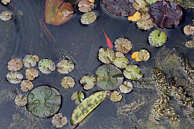 《妖精剑士F：Refrain Chord》Steam页面上线 5月24日发售